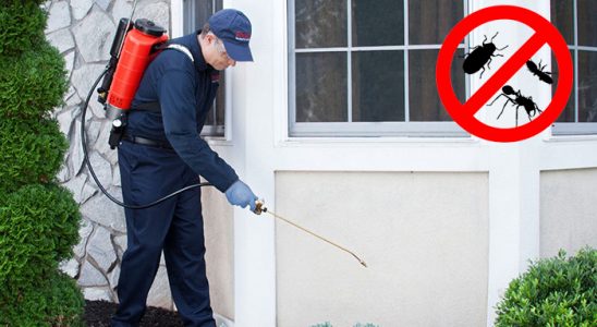 Hemşin Karınca İlaçlama böcek ilaçlama ve haşere kontrolü — ilaclama-tr.com